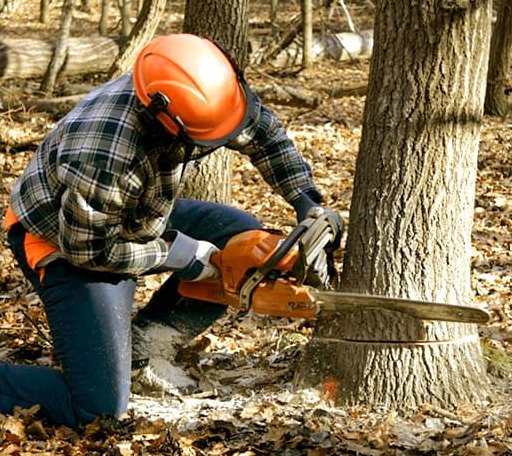 Tree Removal in Larned, KS